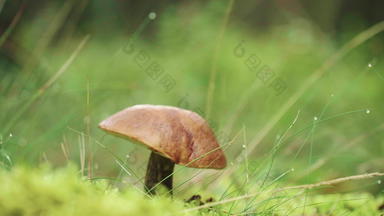 特写镜头蘑菇森林自然绿色背景可食用的蘑菇木